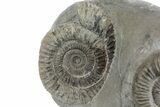 Two Ammonite (Dactylioceras) Fossils In Concretion - England #181897-1